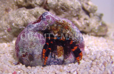 Neon Orange Hermit Crab :: 52561