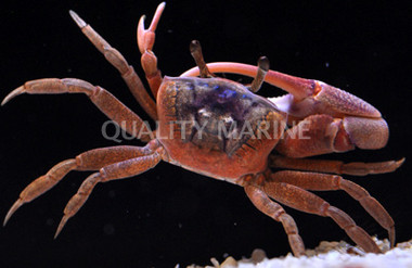 Aztec Fiddler Crab :: 52575