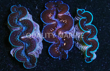 1st Grade Premium Maxima Clam :: 56558