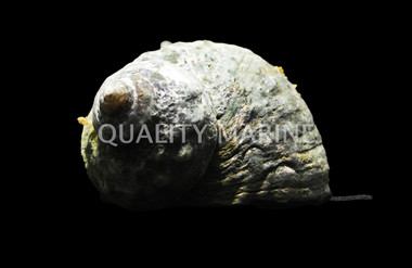 Turbo Snail  :: 57015