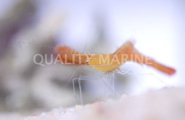 Orange Leander Shrimp :: 57585
