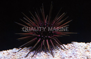 Needle Pincushion Urchin :: 59509