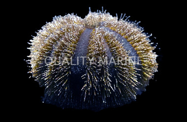 Blue Tuxedo Urchin :: 59511