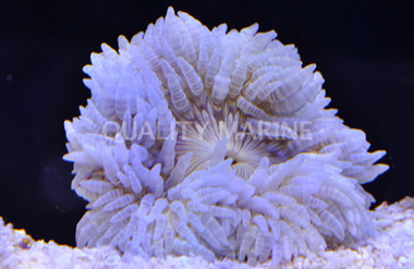 Beaded Anemone :: 50015