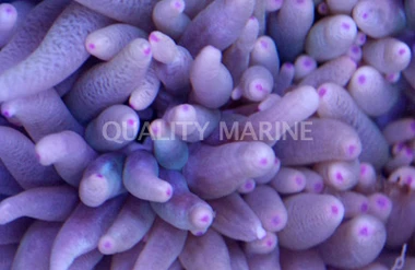 Malu Anemone :: 50021
