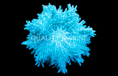 Colored Beaded Anemone :: 50029