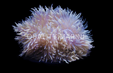 Colored Beaded Anemone :: 50029