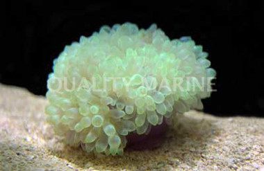 Colored Bulb Anemone :: 50045