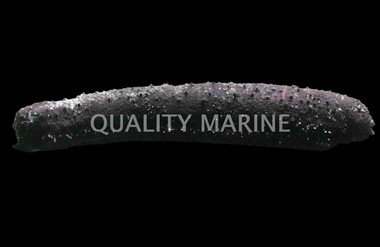 Black Sea Cucumber :: 53001