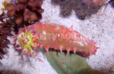 Warty Sea Cucumber :: 53005