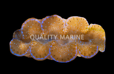1st Grade Blue/Turquoise Maxima Clam :: 56547