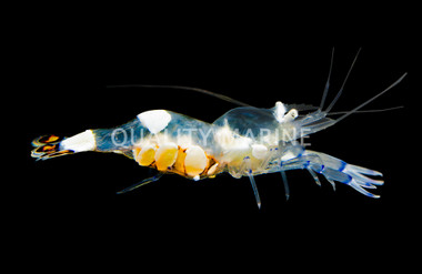 White Spot Anemone :: 57500