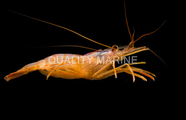 Peppermint Shrimp :: 57535