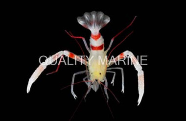 Gold Coral Banded Shrimp :: 57567