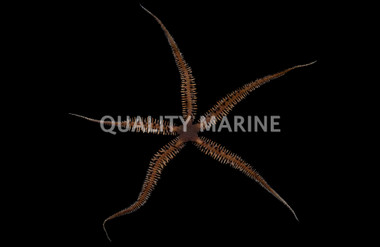 Brittle Sea Star :: 59007