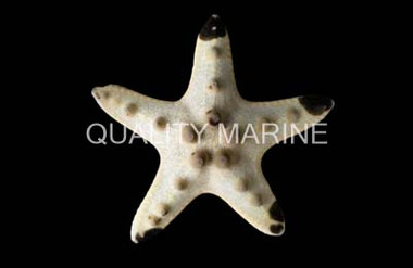 Chocolate Chip Sea Star :: 59009