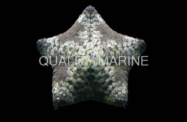 Pillow Sea Star :: 59022