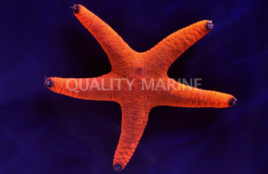Red & Black Sea Star :: 59027