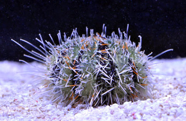 Hairy Pincushion Urchin :: 59508