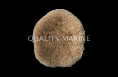 Sand Dollar :: 59526