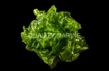 Ulva Lettuce Algae :: 60018