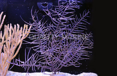 Purple Frilly Gorgonian :: 51010