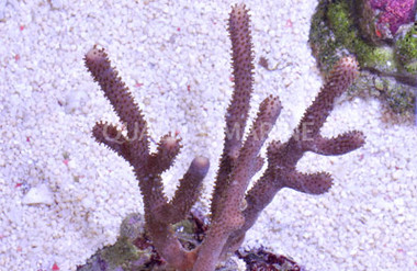 Bushy Sea Rod :: 51033