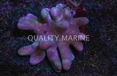 Devil's Hand, Nano :: 51565