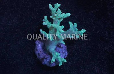 Mushroom Finger Green, Nano :: 51568