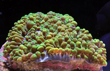 Pearl Bubble Coral :: 52086