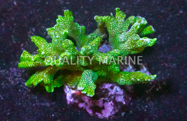 Green Branching Montipora Coral :: 52091