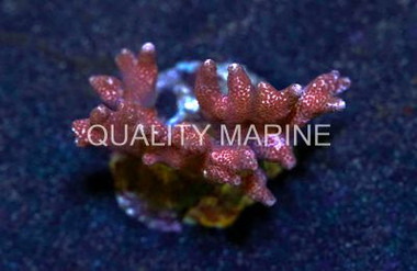 Red/Pink Branching Montipora Coral :: 52094