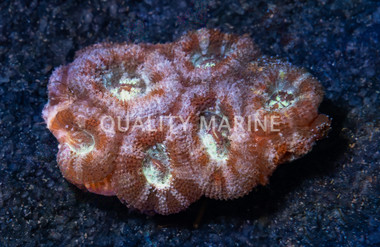 Ultra Micromussa Coral :: 52107