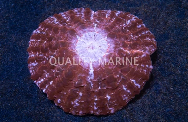 Ultra Button Coral :: 52172