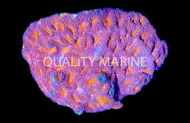 Red/Orange Acanthastrea Coral :: 52195