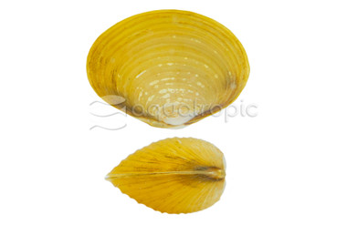 Yellow Mini Clam :: 86113
