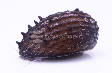 Borneo Armata Snail :: 96066