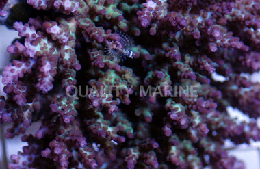 "Crayola" Plana Acropora Coral :: 66022