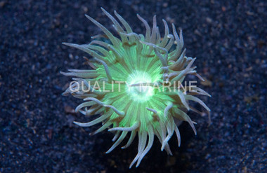 Green Duncanopsammia Coral :: 52155