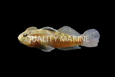 Crested Goby :: 18705