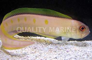 Orange Eel Pout Goby :: 18502