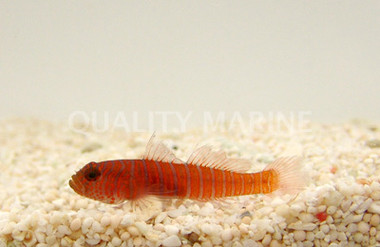 Zebra Catalina Goby :: 18506