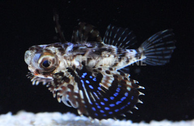 Oriental Flying Gurnard :: 20004