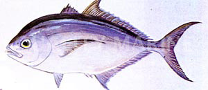 Yellow Spotted Trevally Jack :: 22004