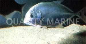 Giant Trevally Jack :: 22005