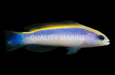 Sunrise Dottyback