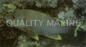 Blood Red Snapper :: 30000