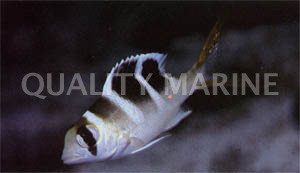Bigeye Saddle Snapper :: 30008