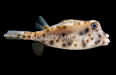 Diaphanous Cowfish