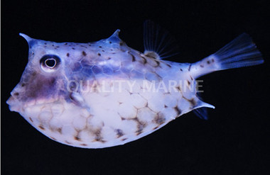Round Belly Cowfish :: 33029